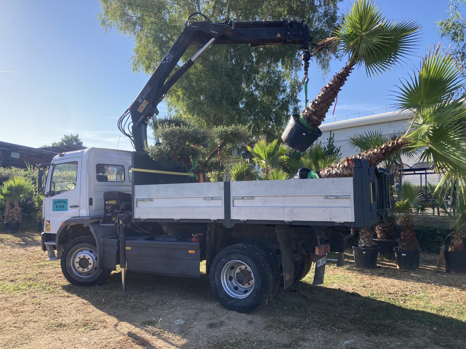 Transport et levage de palmiers avec camion grue Transport Blache